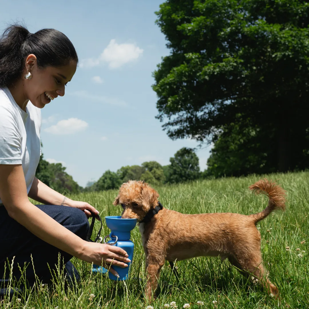 Blueberry Dog Travel Water Bottle, 20oz, Flip Silicone