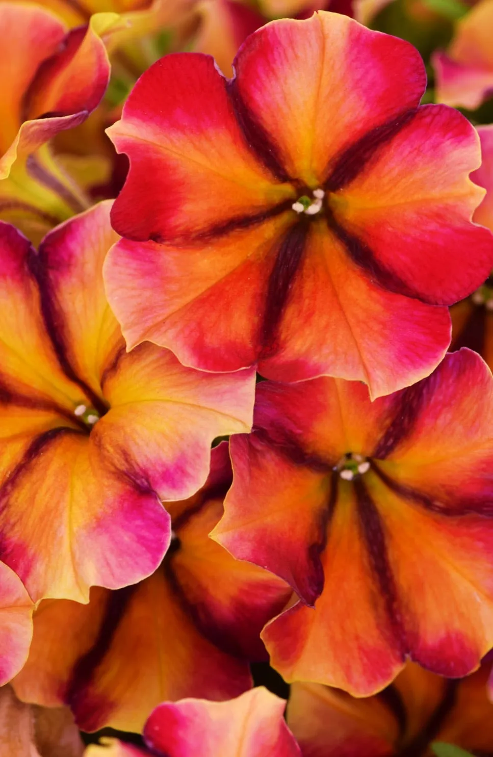 CrazyTunia Petunia - 4" pot and 6 packs