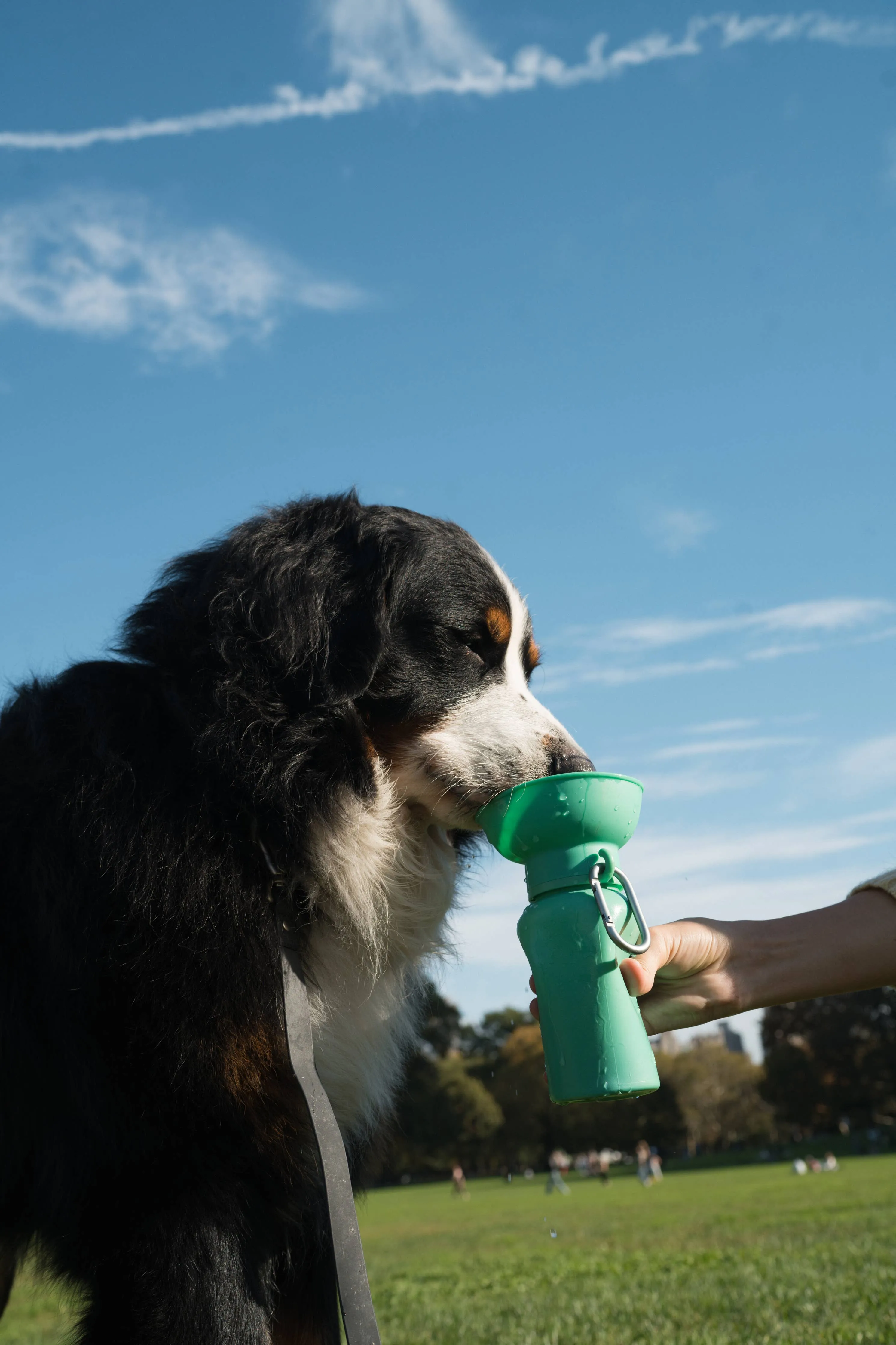 Lilac Dog Travel Water Bottle, 20oz, Flip Silicone