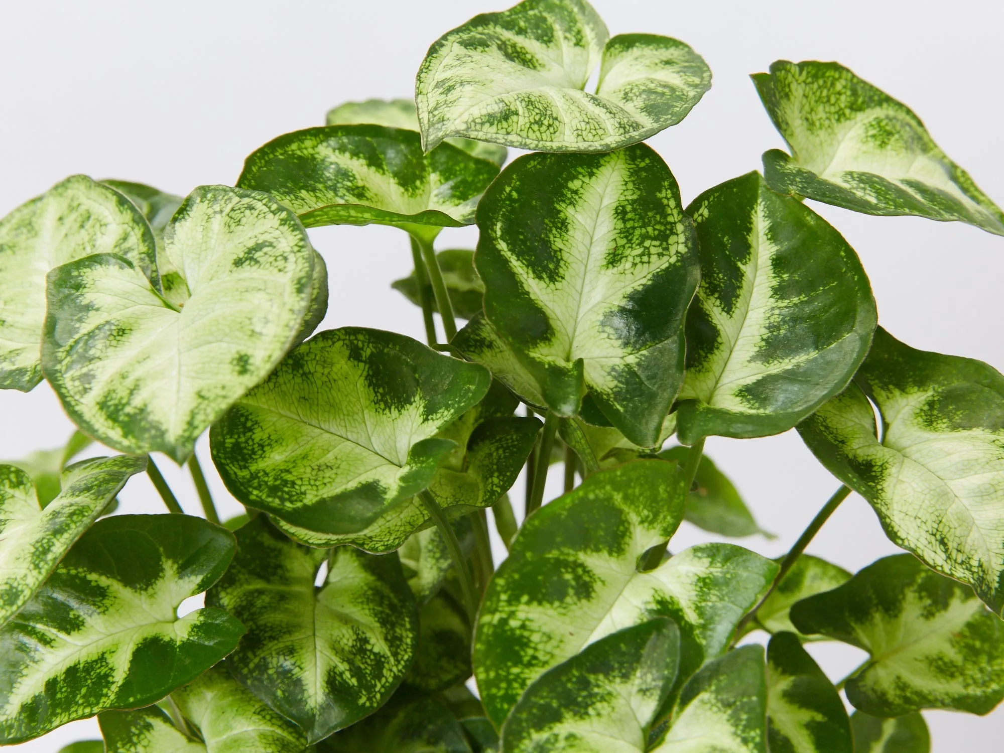 Syngonium Pixie - White Green