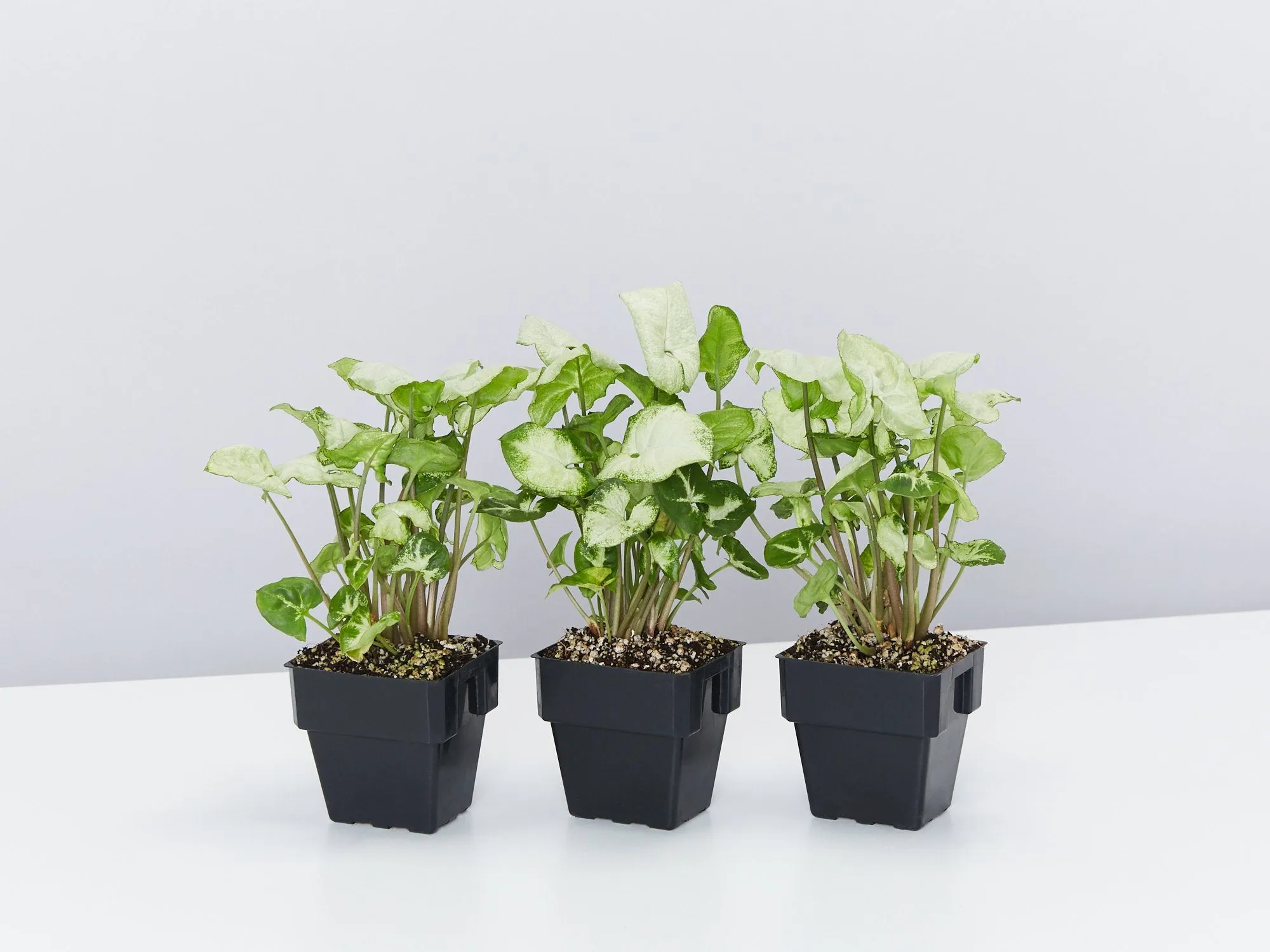 Syngonium Pixie - White Green