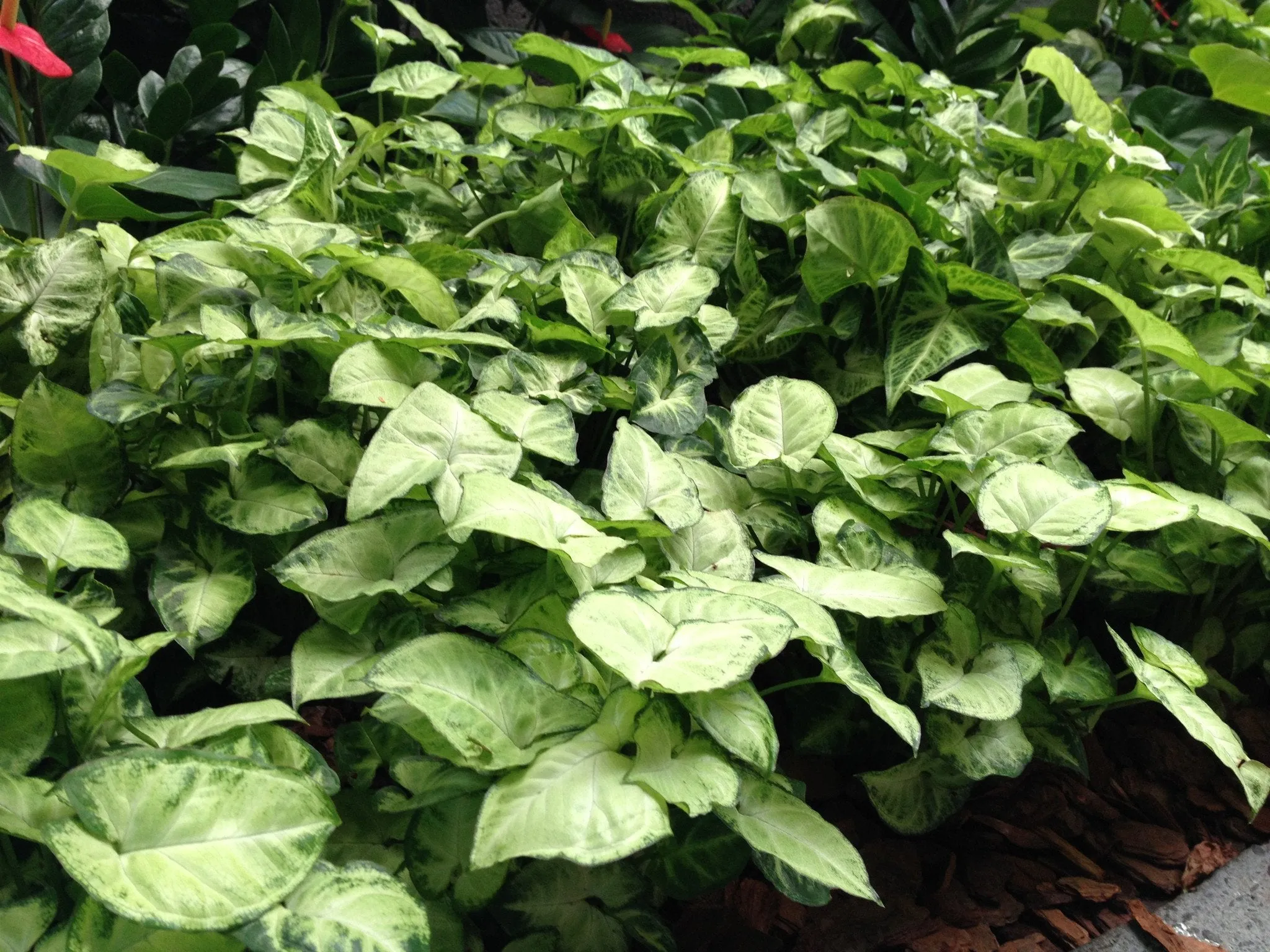 Syngonium Pixie - White Green