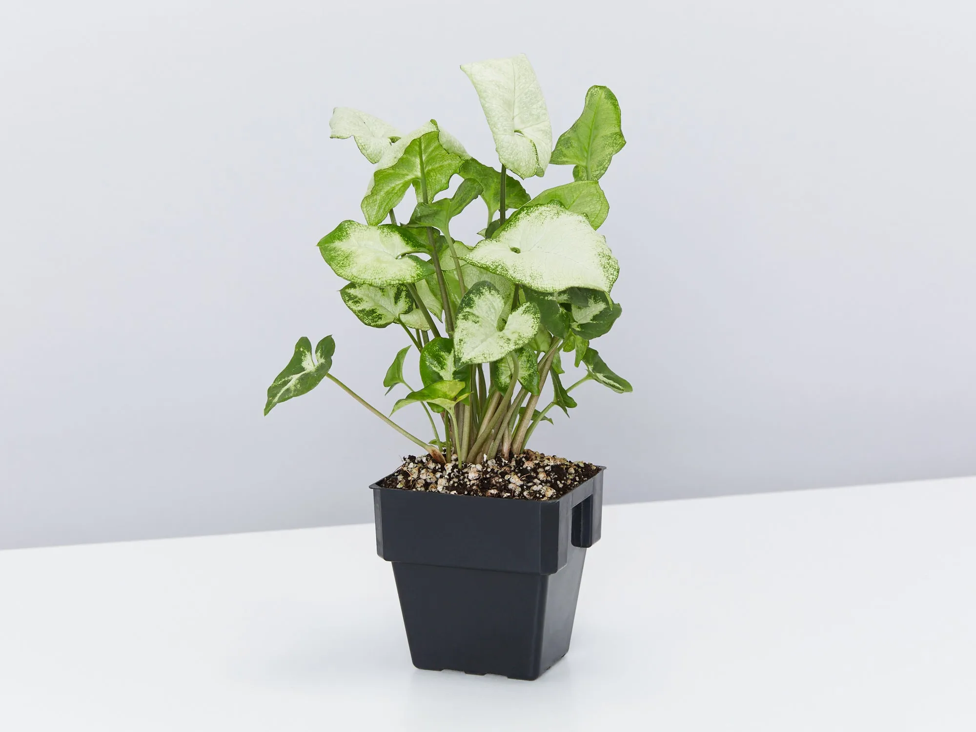 Syngonium Pixie - White Green