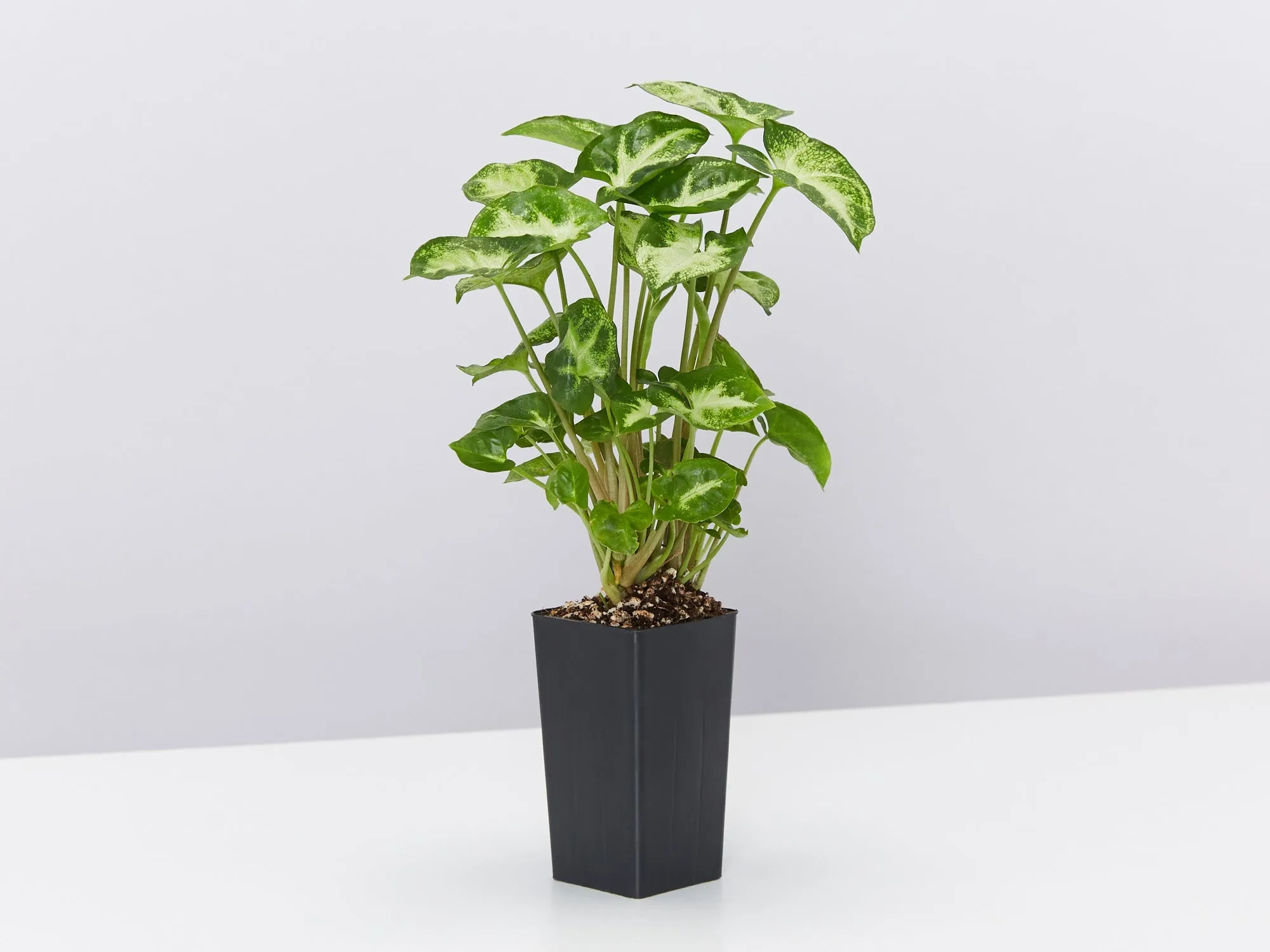 Syngonium Pixie - White Green
